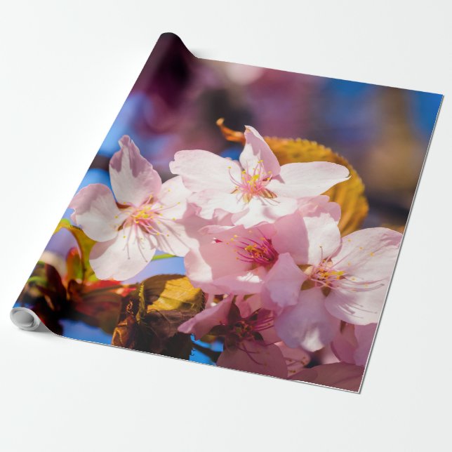Papel De Presente Grupo De Flores Sakura, Rosa Suave, Fundo Azul (Desenrolado)