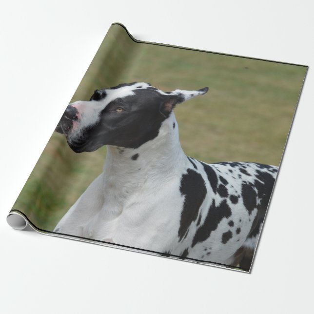 Papel De Presente Harlequin great dane (Desenrolado)