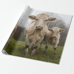 Papel De Presente Herdeiro Engraçado das Vacas na Pastura