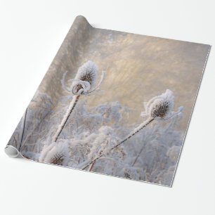 Papel De Presente Hoarfrost Teasels Winter Foto Cena Natureza Presen