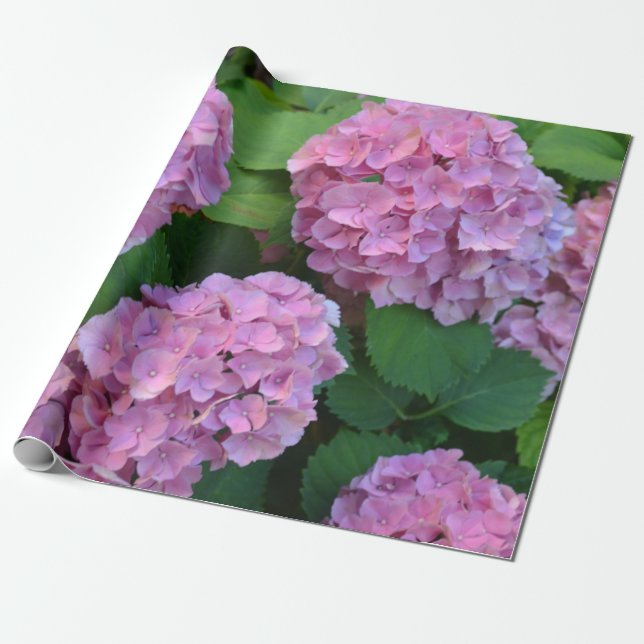 Papel De Presente Hortensia hydrangea bush rosa (Desenrolado)