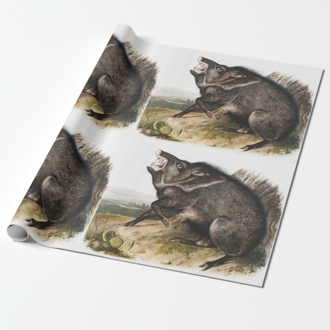 Papel De Presente Ilustração Collared Peccary Dycoteles torquatus (Desenrolado)