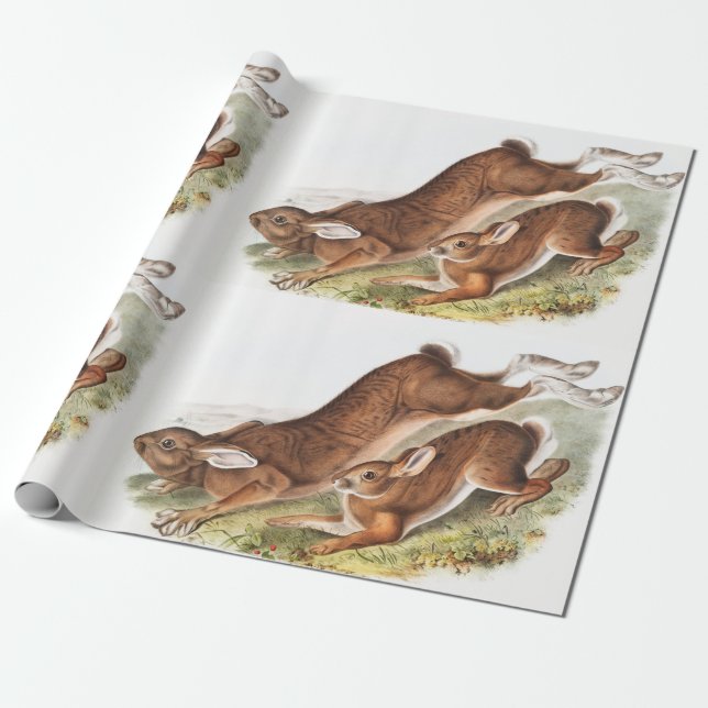 Papel De Presente Ilustração de Lepus Americanus (norte Hare) (Desenrolado)