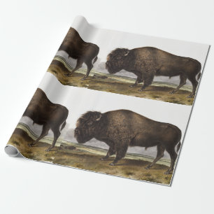 Papel De Presente Ilustração do American Bison (Bos Americanus)
