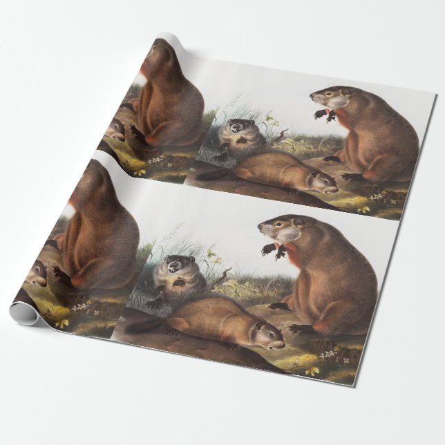 Papel De Presente Ilustração Woodchuck (Arctomys monax) (Desenrolado)