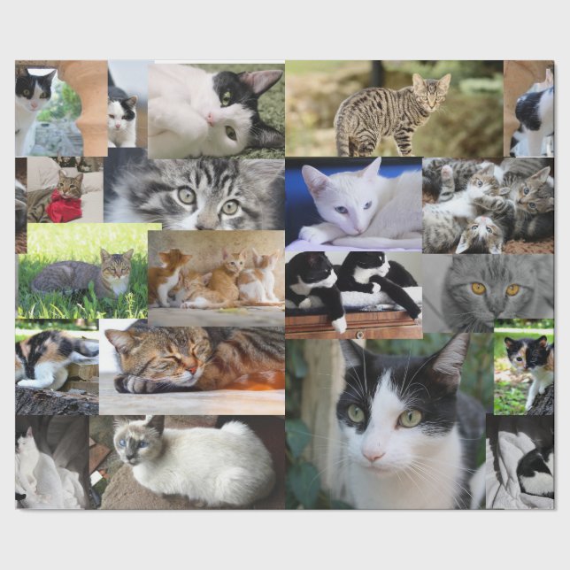 Papel De Presente Imagem de Gatos Diferentes (Barra)