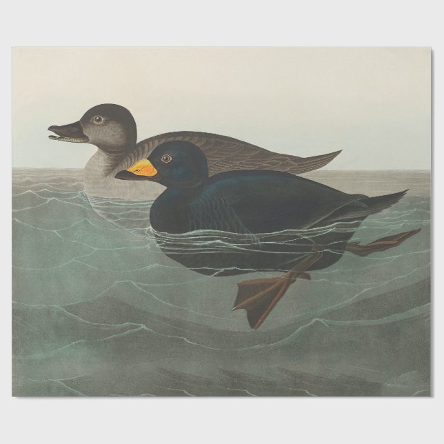 Papel De Presente Impressão do Pato-Marinho-Preto de Audubon: Pato C (Aberto)