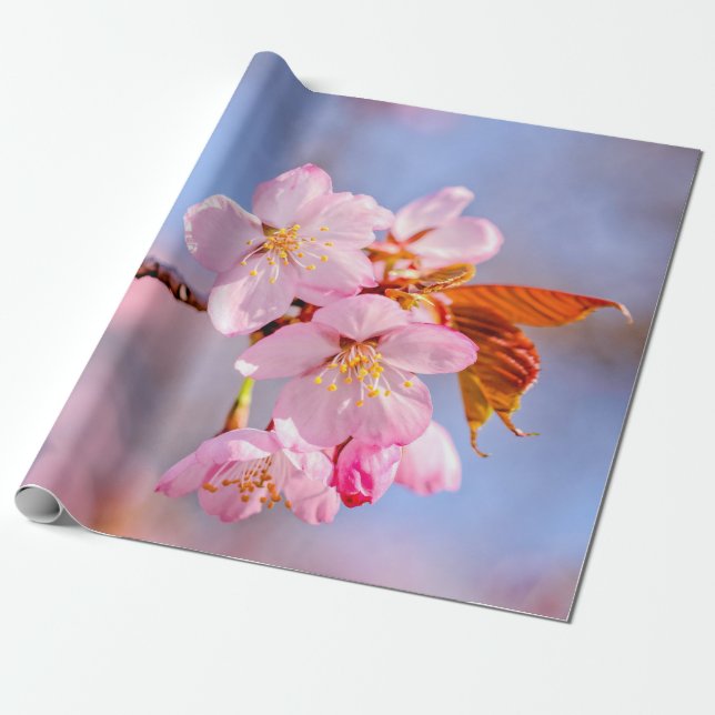 Papel De Presente Incrível Tensão Das Flores Sakura (Desenrolado)