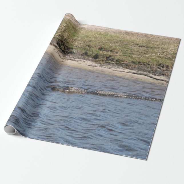 Papel De Presente Jacaré-americano nadando em um rio de pântano (Desenrolado)