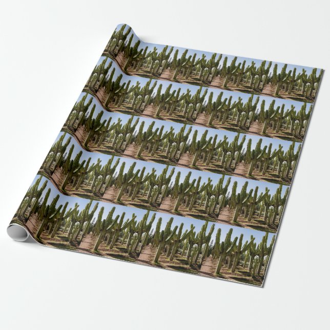 Papel De Presente Jardim Cactos, paisagem desértica tropical. (Desenrolado)