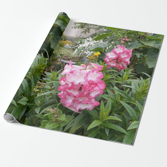 Papel De Presente Jardim do Padrão Floral da Flor Rosa bonito Penste (Desenrolado)