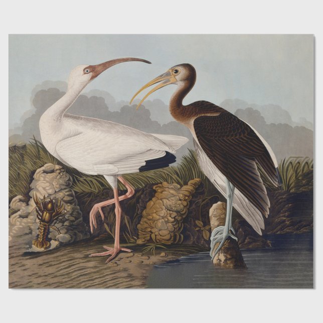 Papel De Presente John James Audubon White Ibis Bird Print Classic (Aberto)
