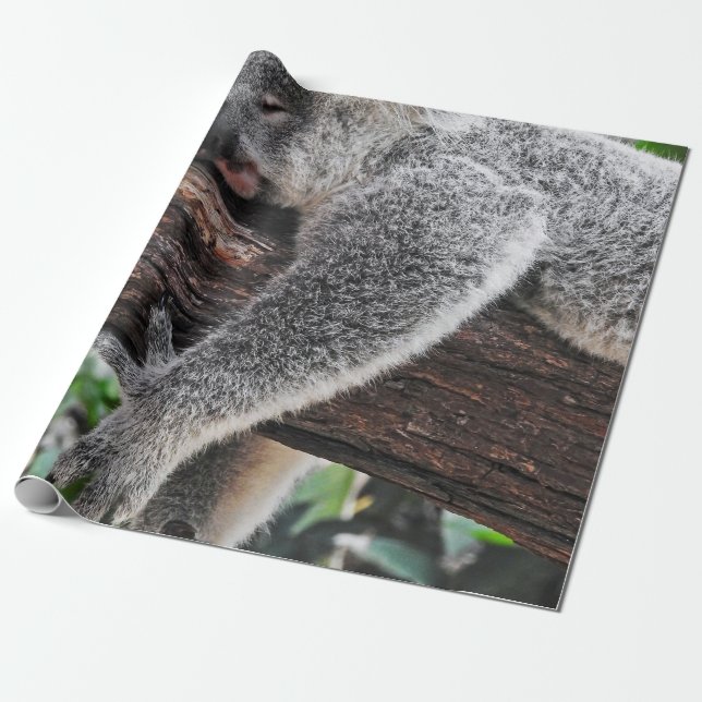 PAPEL DE PRESENTE KALA BEAR DORMINDO NA ÁRVORE (Desenrolado)