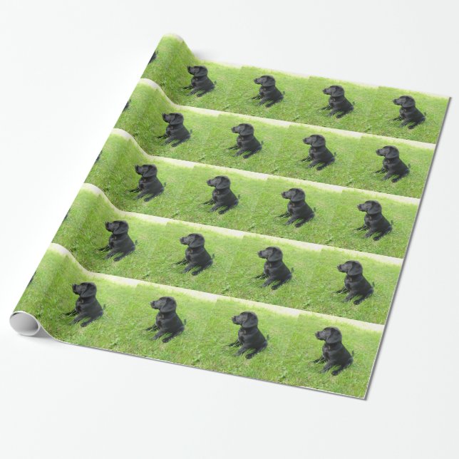 Papel De Presente Labrador Retriever Preto na Grama (Desenrolado)