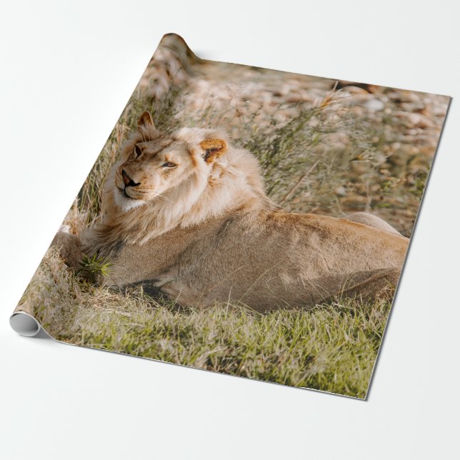 PAPEL DE PRESENTE LEÃO NA GRAMA (Desenrolado)