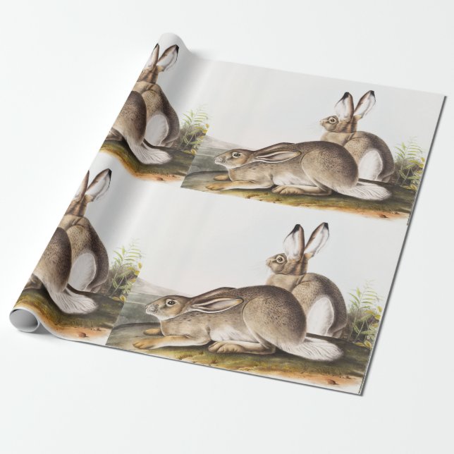 Papel De Presente Lepus Townsendii (Lepus Townsendii) (Desenrolado)
