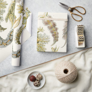 Papel De Presente Lesmas Marinhas, Caracóis por Ernst Haeckel, Anima