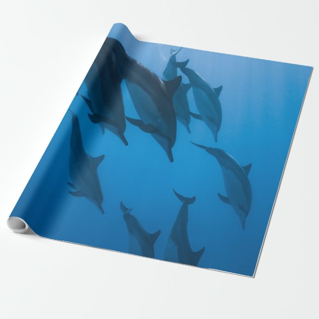 Papel De Presente Lindas Criaturas Oceânicas (Desenrolado)