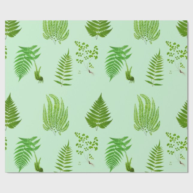 Papel De Presente Lindas pinturas de samambaias (Aberto)