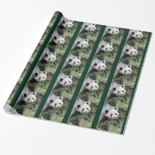 Papel De Presente Lindo Panda Gigante Verde