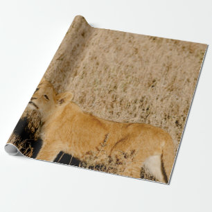 PAPEL DE PRESENTE LION CUB ESPERANDO PELA MÃE