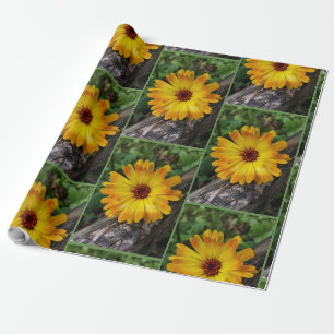Papel De Presente log marigold on