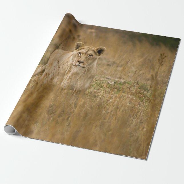 PAPEL DE PRESENTE LONGAS NA GRAMA (Desenrolado)