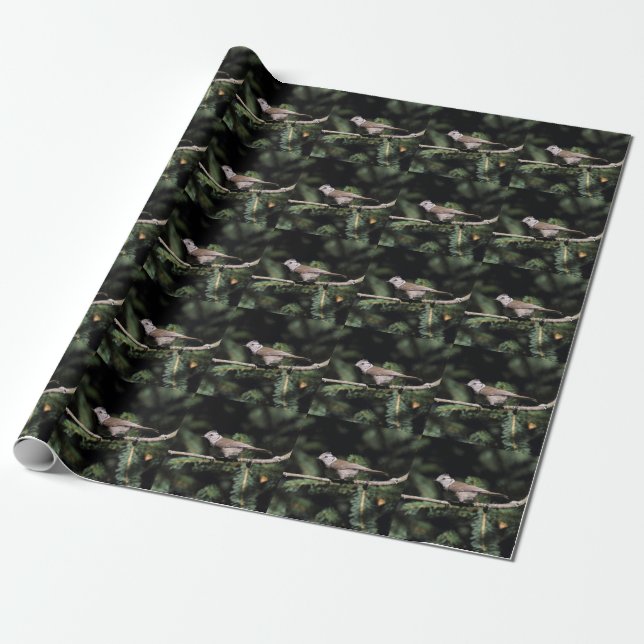 Papel De Presente Lophophanes cristatus (Desenrolado)