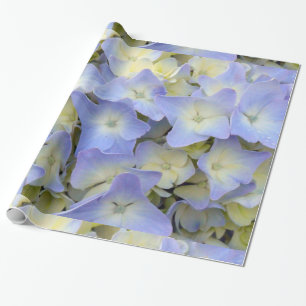 Papel De Presente Luz bonito e colorida - o Hydrangea azul floresce