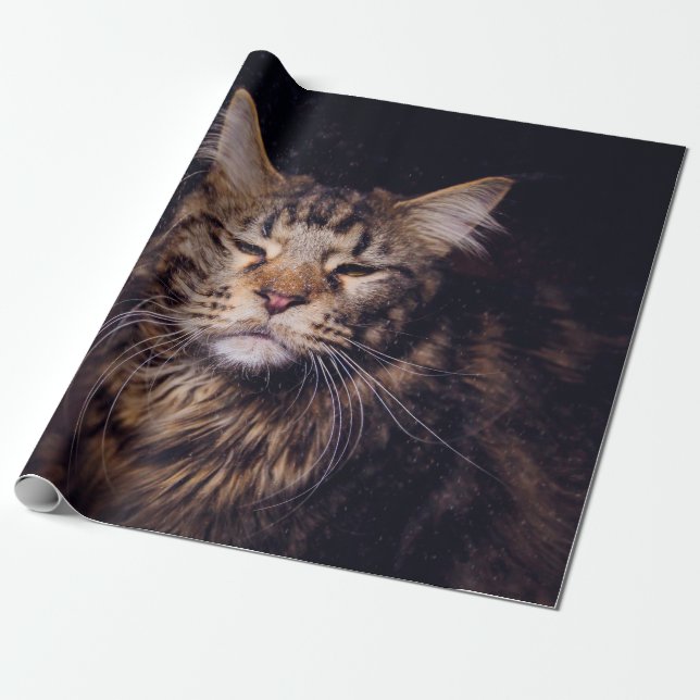 Papel De Presente maine coon on a black background younganimal,cat,c (Desenrolado)