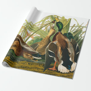 Papel De Presente Mallard Duck por John James Audubon