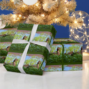 Papel De Presente Mallard e Ducklings por Shirley Taylor