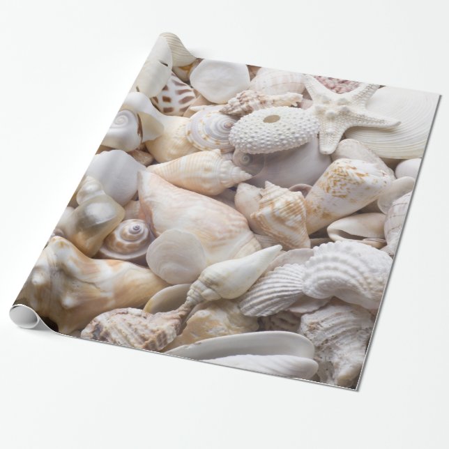 Papel De Presente Mar Shell & fundo da estrela do mar - escudos da (Desenrolado)