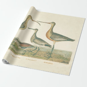 Papel De Presente Marsh Bird Curlew Snipe Birding