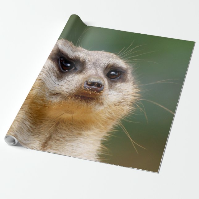 Papel De Presente Meerkat 005 (Desenrolado)