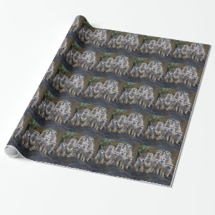Papel De Presente Meerkat Animal Safari Africa Cute Suricate
