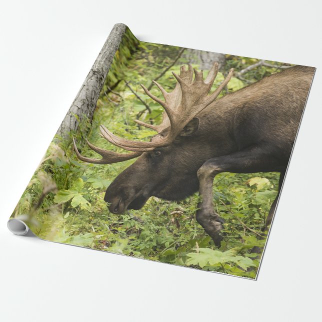 Papel De Presente Moose Sensante (Desenrolado)
