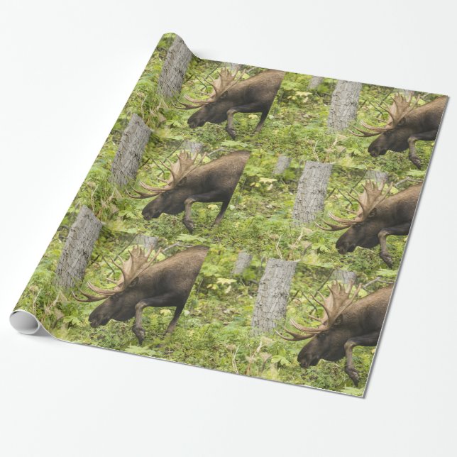 Papel De Presente Moose Sensante (Desenrolado)