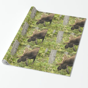 Papel De Presente Mose de Medição