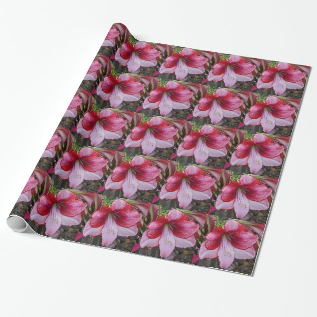 Papel De Presente Natal Amaryllis Red Holiday Floral (Desenrolado)