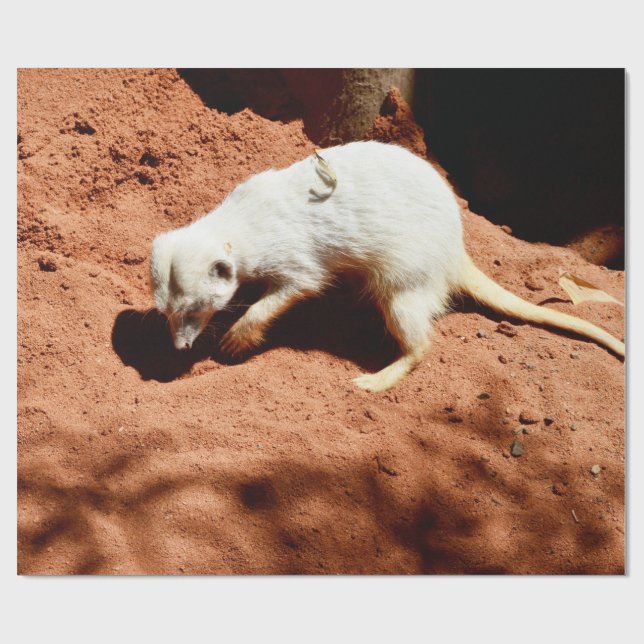 Papel De Presente Nature's Forager: White Meerkat Digging for Inseto (Aberto)