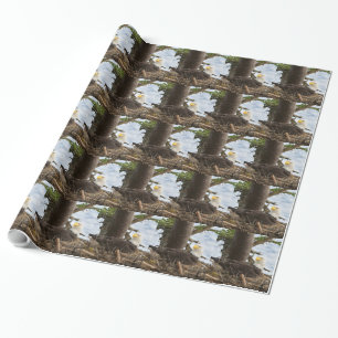Papel De Presente Nesting Bald Eagle
