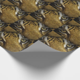 Papel De Presente Nos Olhos de um Tigre
