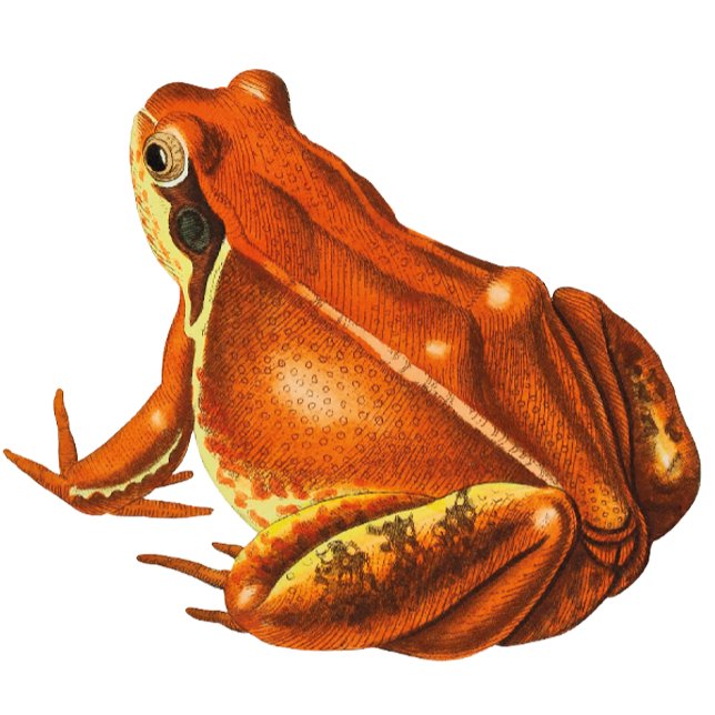 Papel De Presente Orange Frog (Criador carregado)