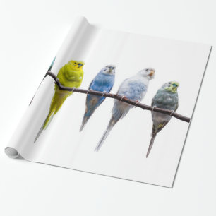 Papel De Presente Orçamentos