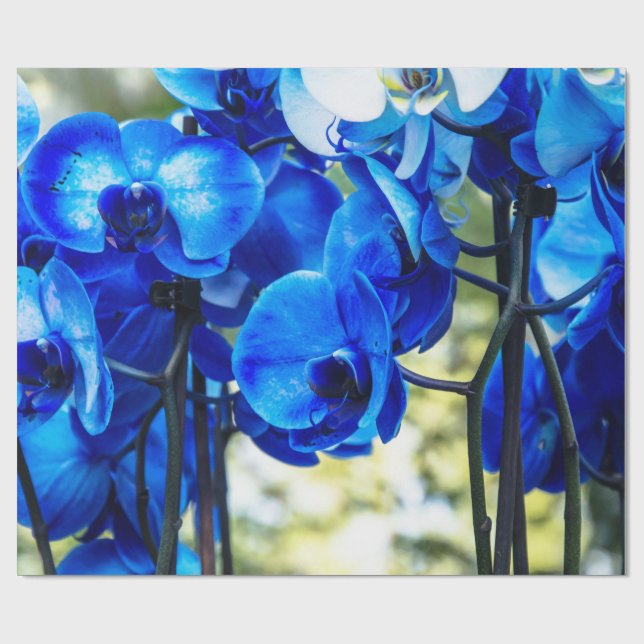 Papel De Presente Orquídea azul (Aberto)