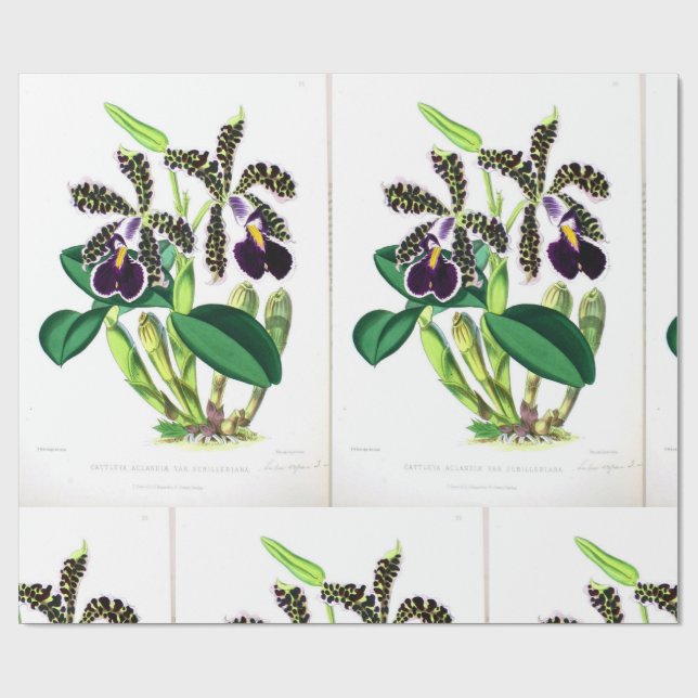 Papel De Presente "Orquídea-Escuro-Púrpura-Preta" (Aberto)