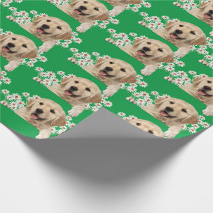 Papel De Presente Ouro Retriever em margaridas em verde