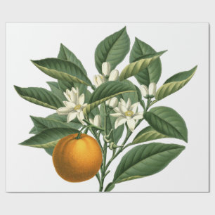 Papel De Presente Padrão de Fruta de Laranja Botânica Vintage em B