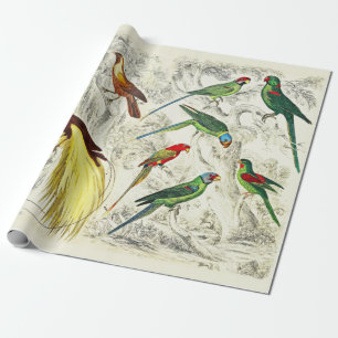 Papel De Presente Papagaios Tropicais Vintage e Aves do Paraíso
